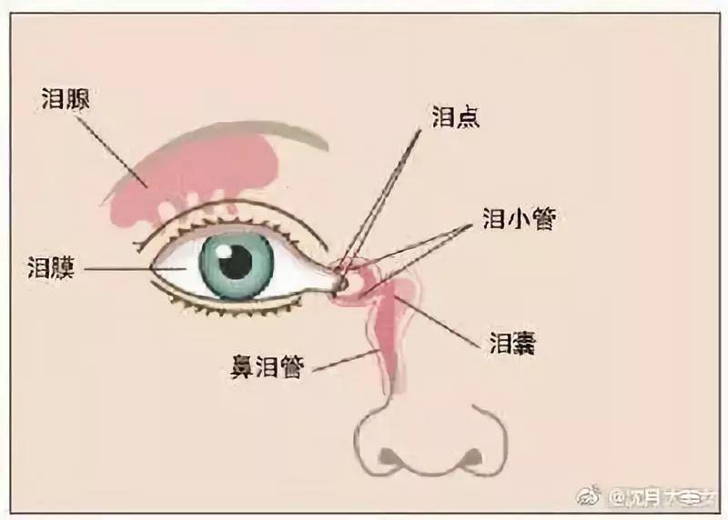 李卉 > 婴幼儿鼻泪管阻塞——科普3 泪道基本结构 上述这张解剖图中