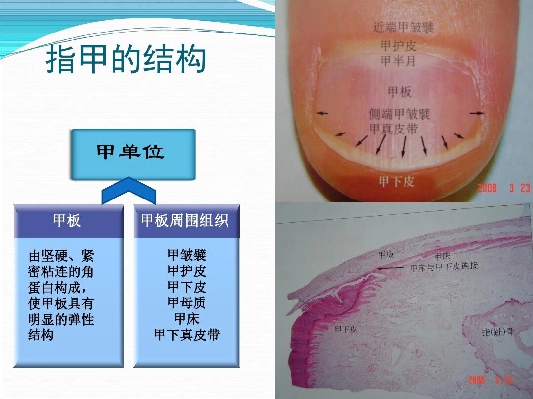 先看看指甲的构成和各部名称.