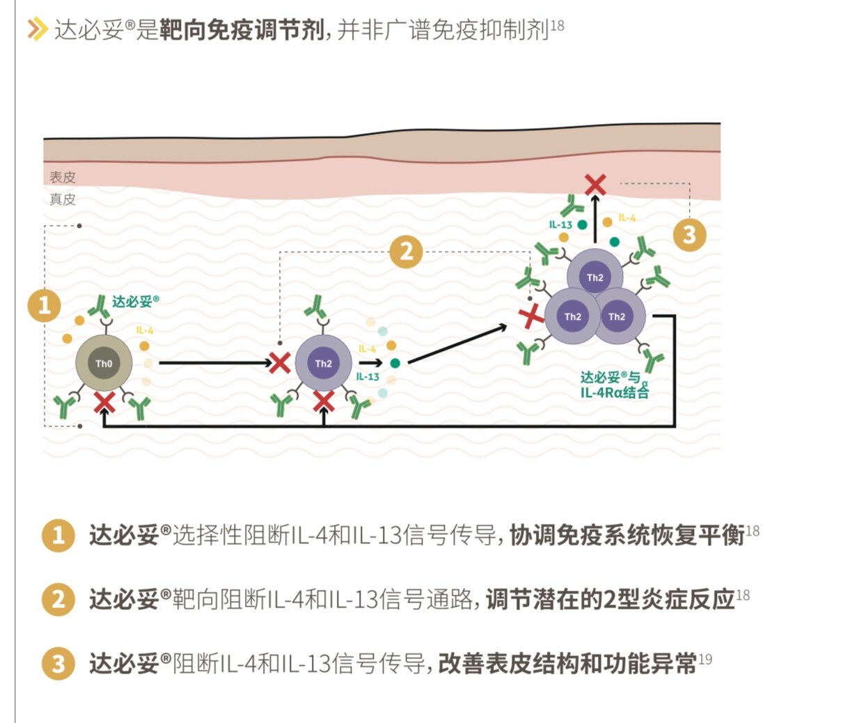 特应性皮炎ad的新曙光达必妥度普利尤单抗