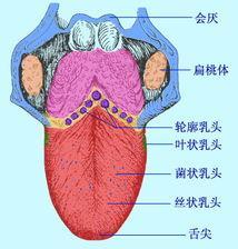 3,位于舌根部的正常组织结构(舌根部轮廓乳头.