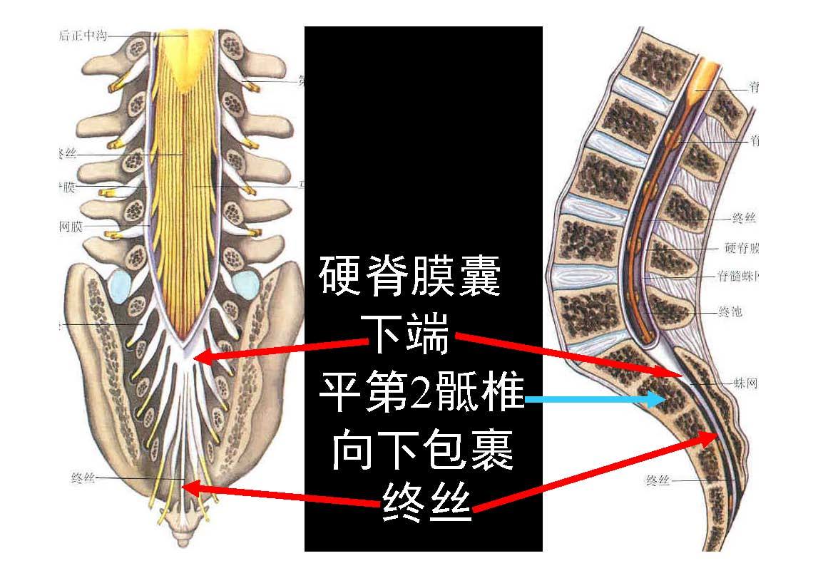 脊椎源性疼痛解剖椎管内容物