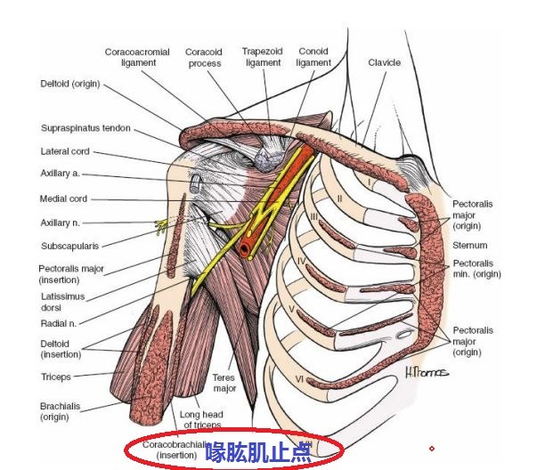 喙肱肌在哪里起点止点分别在哪里有什么作用周围有什么毗邻结构
