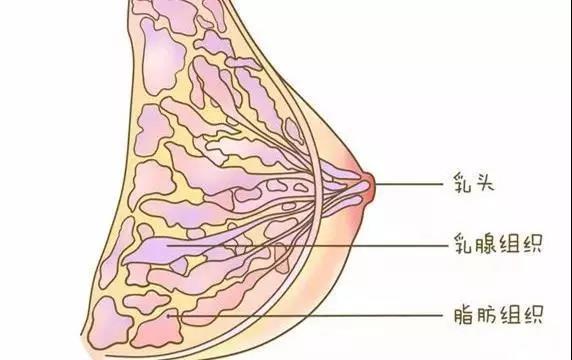 颠覆认知的乳房冷知识