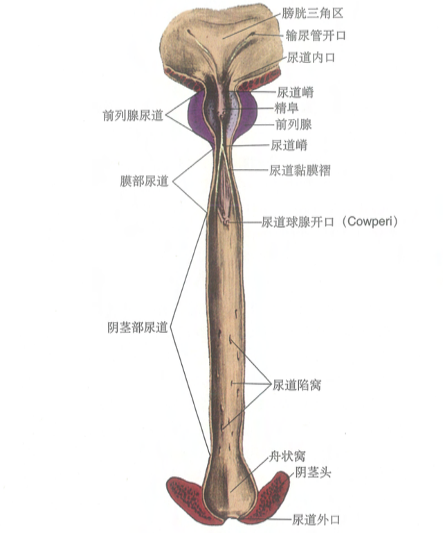 带你全面认识前列腺(解剖篇)---前列腺癌患者全程管理(十)