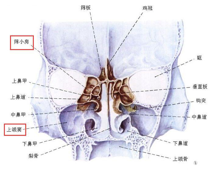 鼻子人人都有,但鼻腔结构异常与鼻腔疾病你知道多少呢