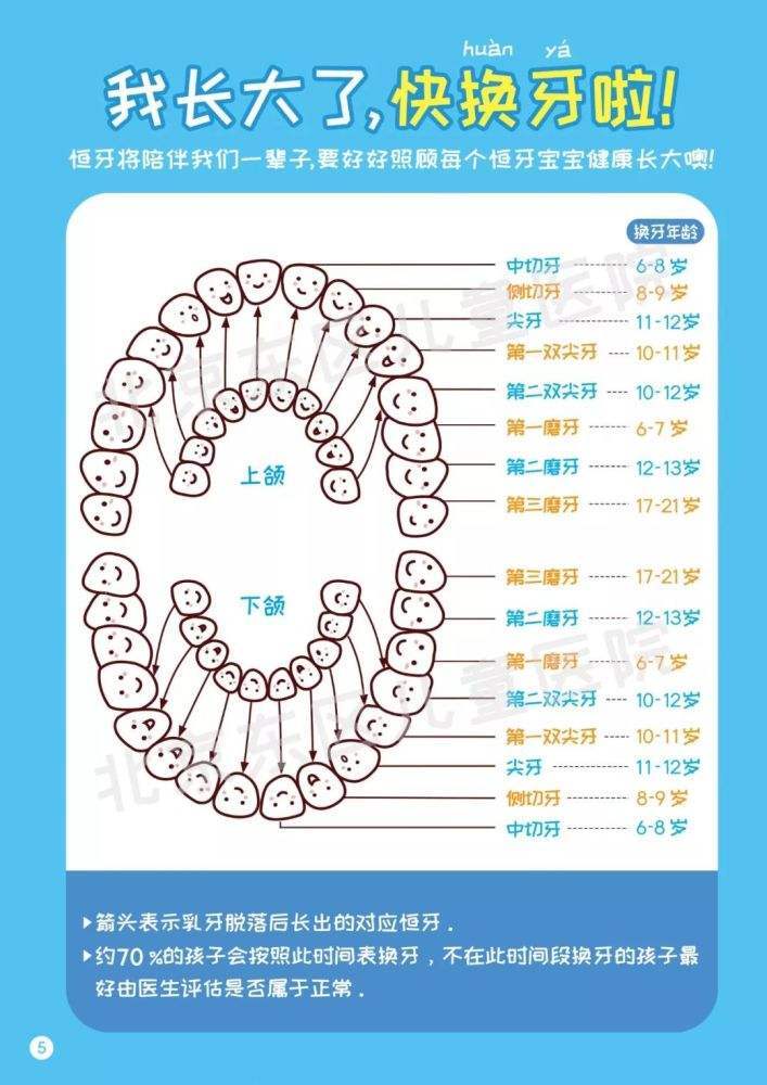 乳恒牙萌出及替换时间