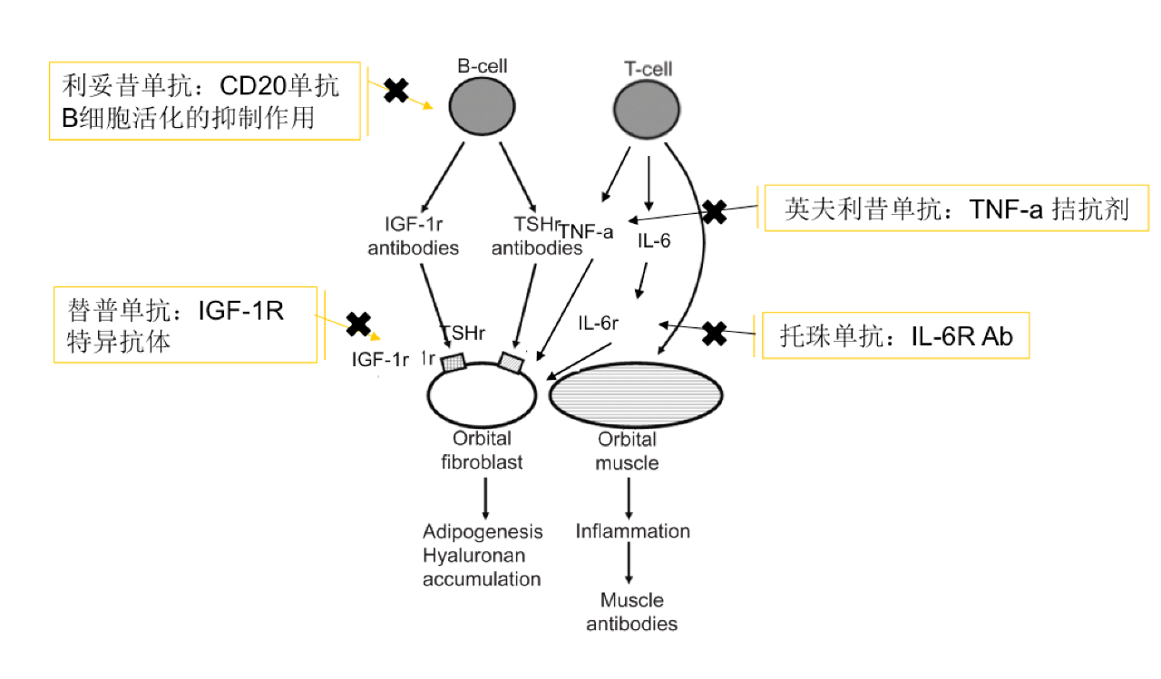 包括利妥昔单抗(rituximab,靶向cd20阳性b细胞;托珠单抗(tocilizumab