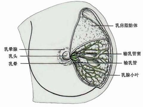 那些不是"病"的常见乳腺问题_乳腺疾病_乳腺疾病症状 好大夫在线