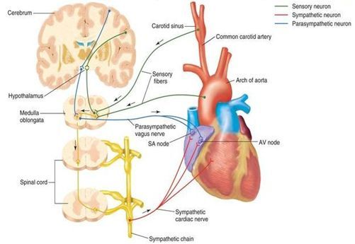 颈动脉窦调节血压的机制示意图