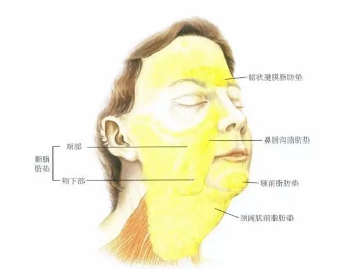 (面部浅层脂肪分布)