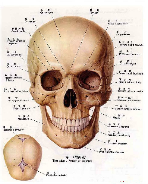 颅部重要骨性标志