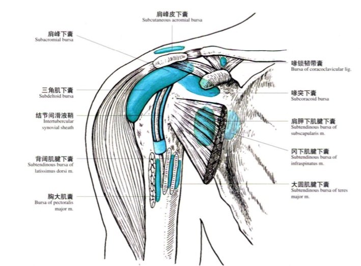 肩关节的滑囊,图源自《实用上肢解剖图谱》