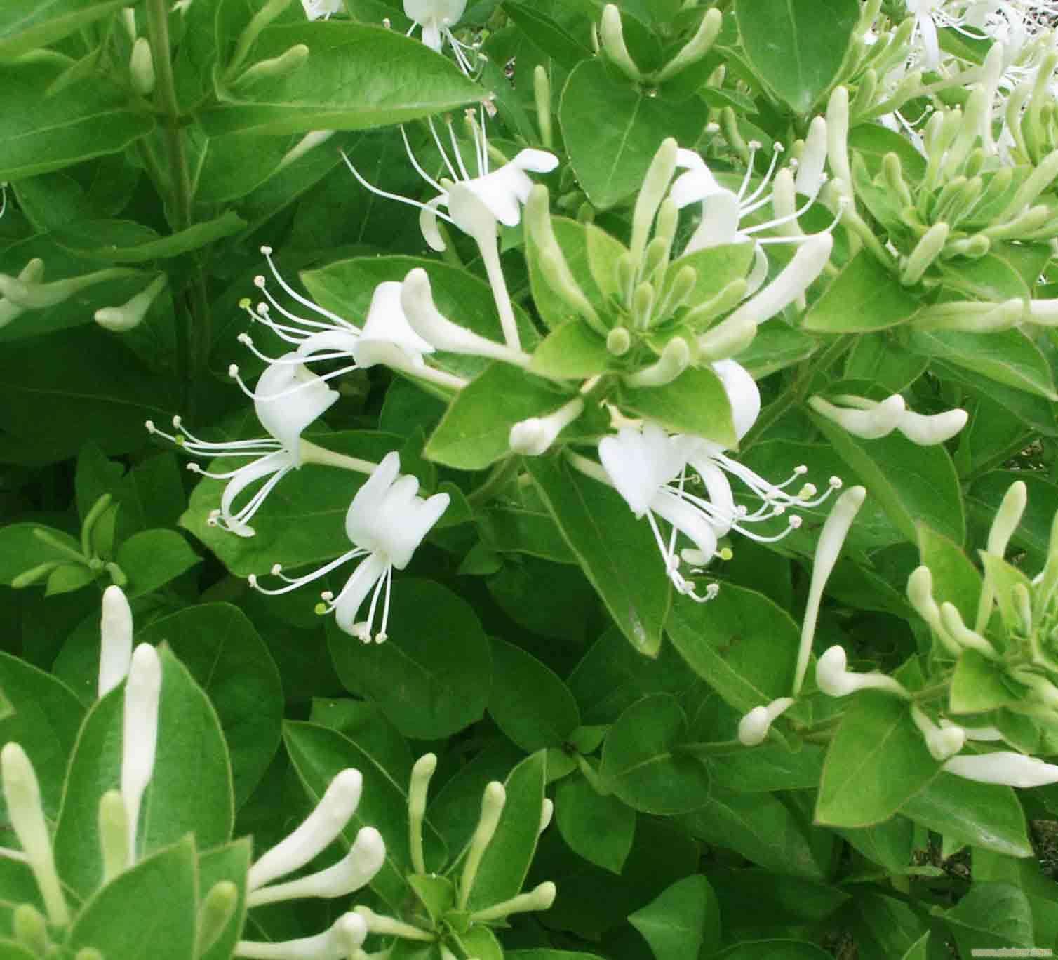 好大夫在线 孙普增 > 中草药:金银花的功效与作用   【别名】忍冬花