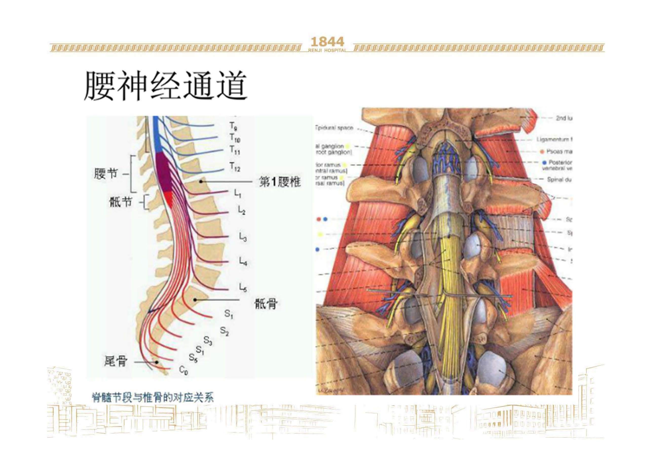 腰神经通道的解剖基础 好大夫在线