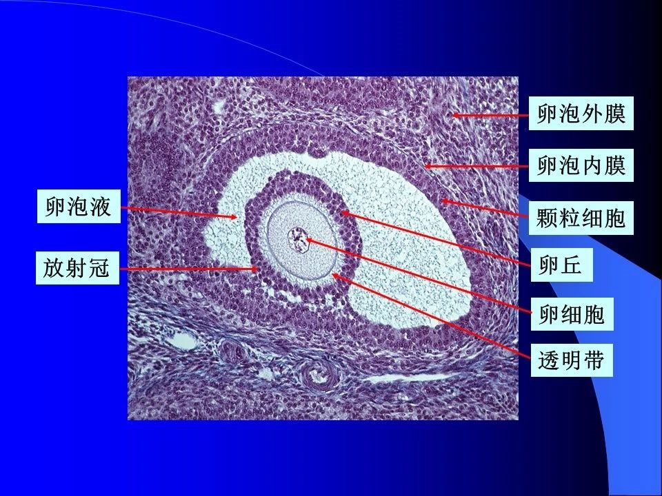 来看看卵泡是怎样发育的?