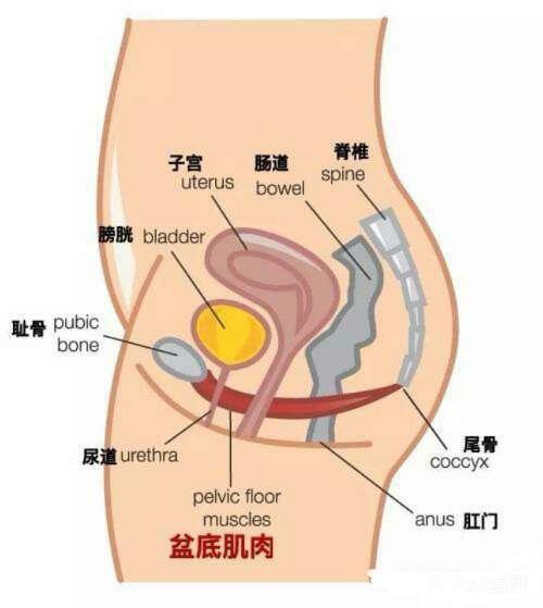 女性的盆底肌,位于骨盆里,连接着尿道,阴道,肛门.