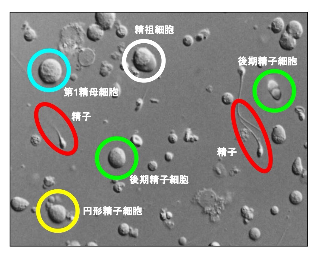人造精子还有多远