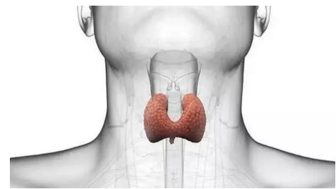 甲状腺功能亢进和低下的症状_好大夫在线