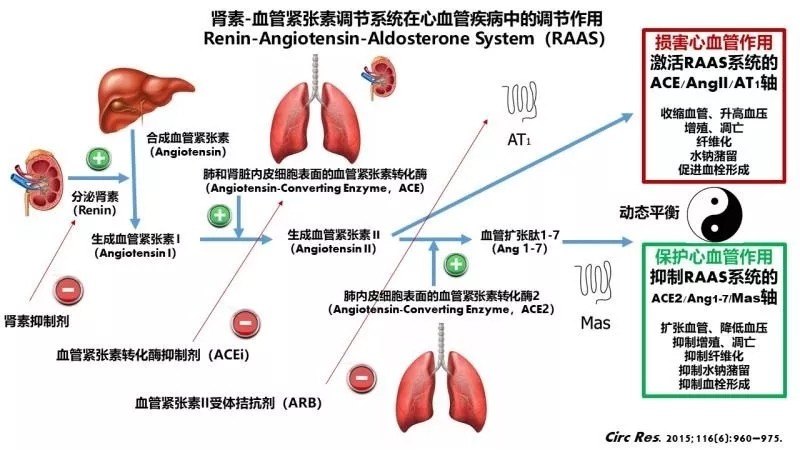 酶-血管紧张素ii-血管紧张素i型受体(ace-angii-at1)轴(引起心肾等