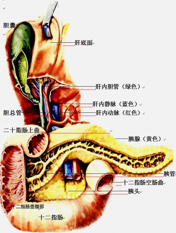 无痛性黄疸需警惕胆胰肿瘤