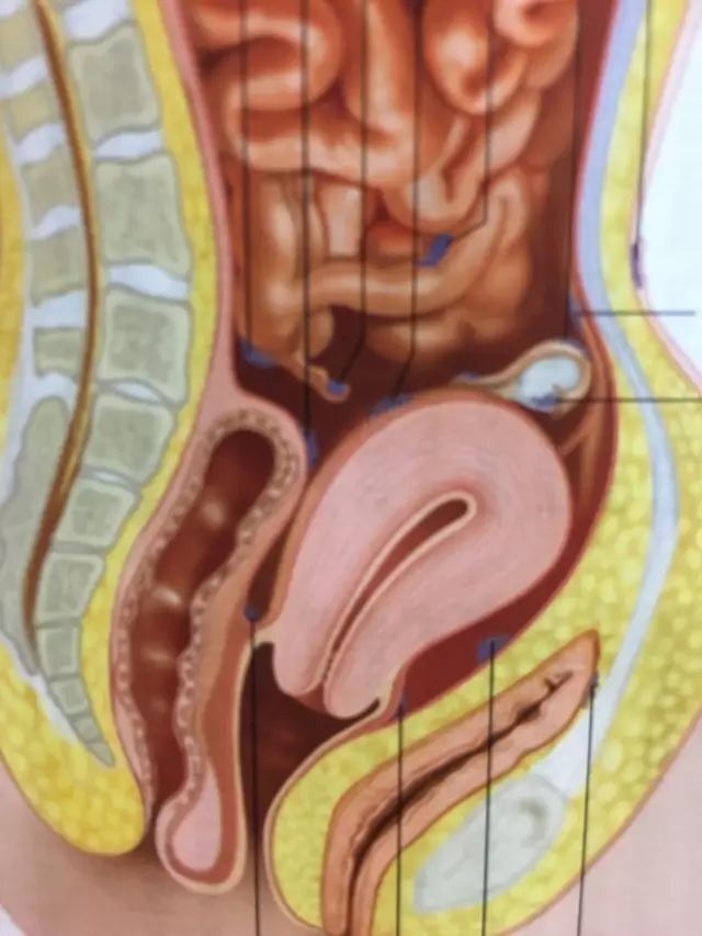 不老实的子宫内膜—浅谈子宫内膜异位症