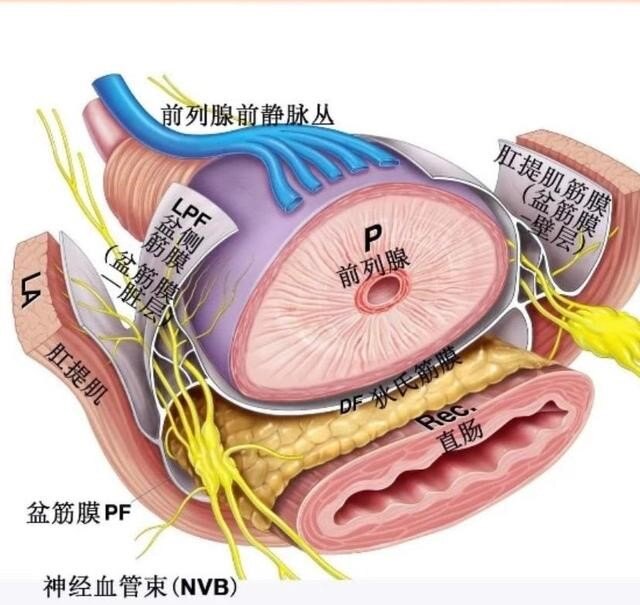 带你全面认识前列腺解剖篇前列腺癌患者全程管理十