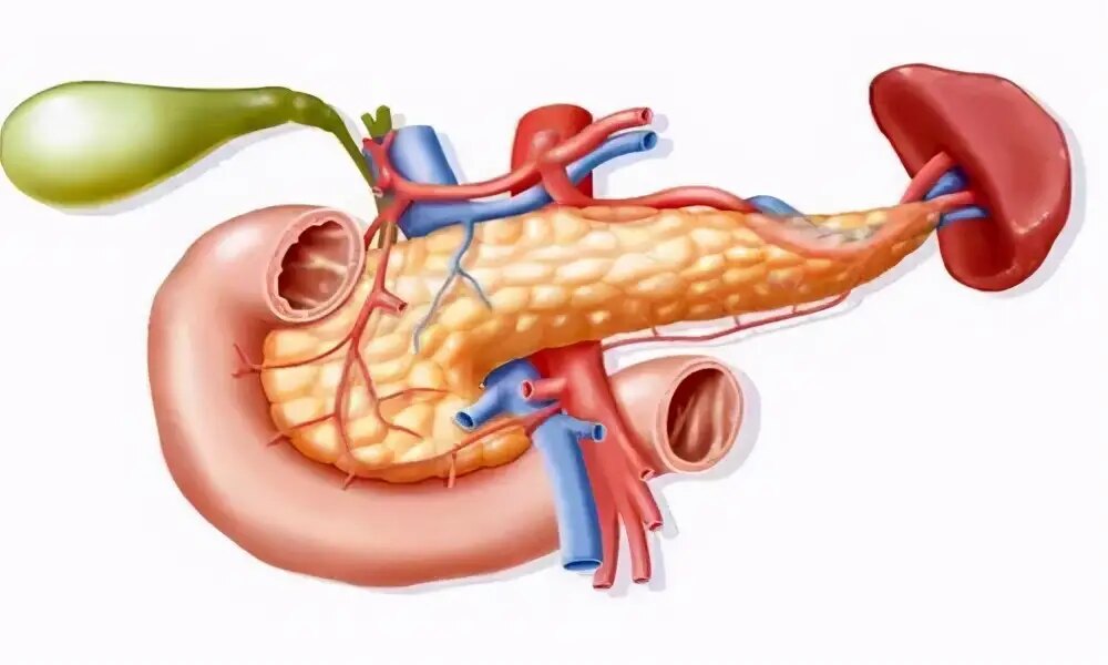 胰腺位于人体左上腹,是重要的消化器官,也被大家称之为"人体最重要的