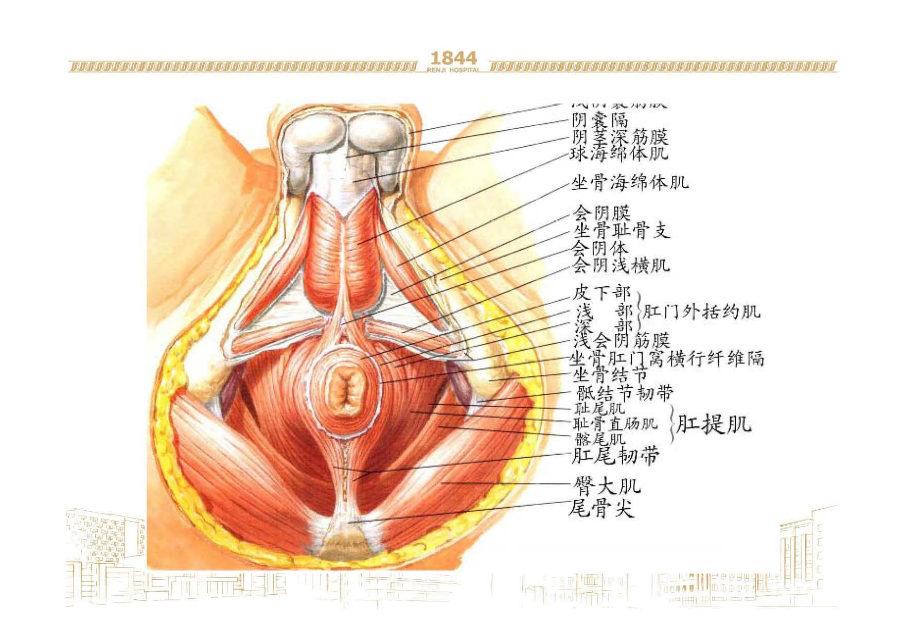 会阴神经痛及超声引导神经阻滞