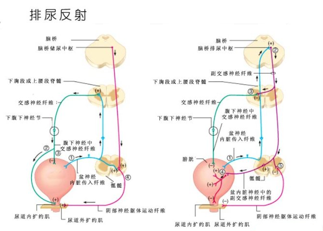 4躯体的神经营养 :脊髓前角细胞对其所支配的肌肉有营养作用,当前角