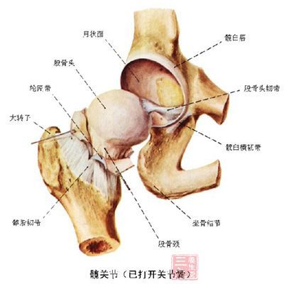 【原创】髋关节疾患与人工关节置换