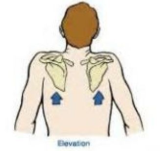 > 肩关节的肩胛骨主要有哪6个方向的活动?