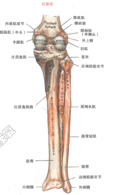 膝关节骨学解剖