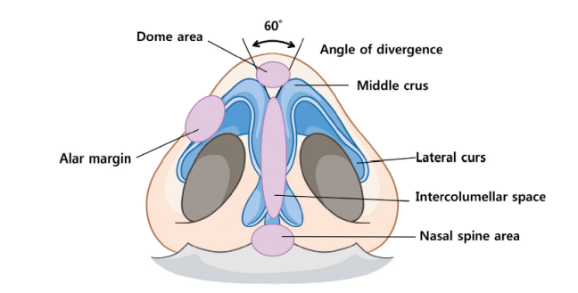 鼻尖塑形区域一般包括鼻前嵴,鼻小柱,穹窿间和鼻翼缘.