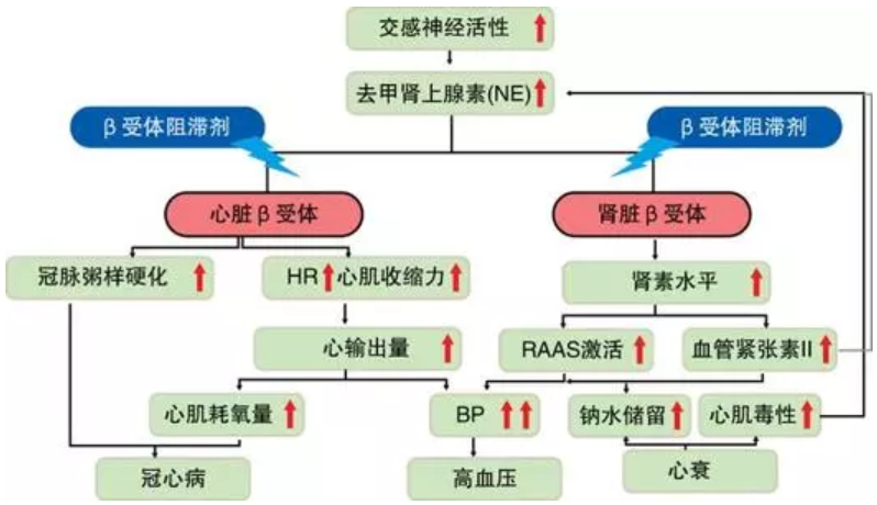 治疗肥厚性心肌病的核心药物β受体阻滞剂的应用上篇