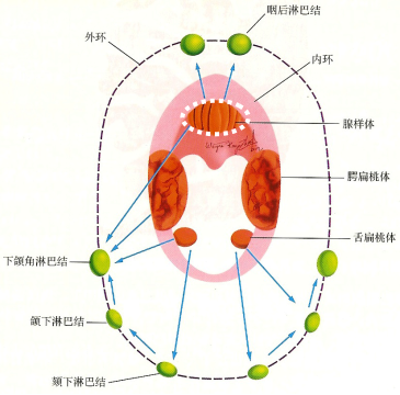 咽淋巴环.png