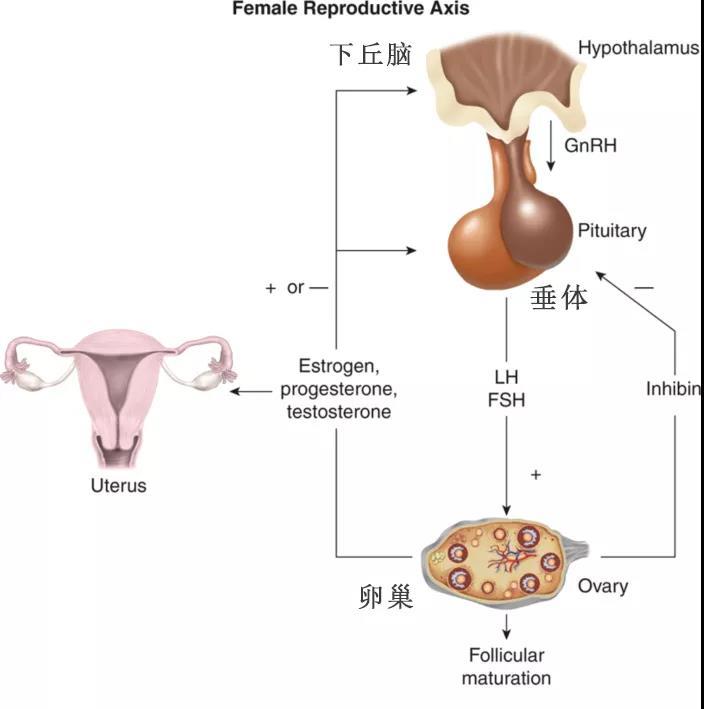 下丘脑分泌的促性腺激素释放激素gnrh, 是其他性激素的大总管,大总管