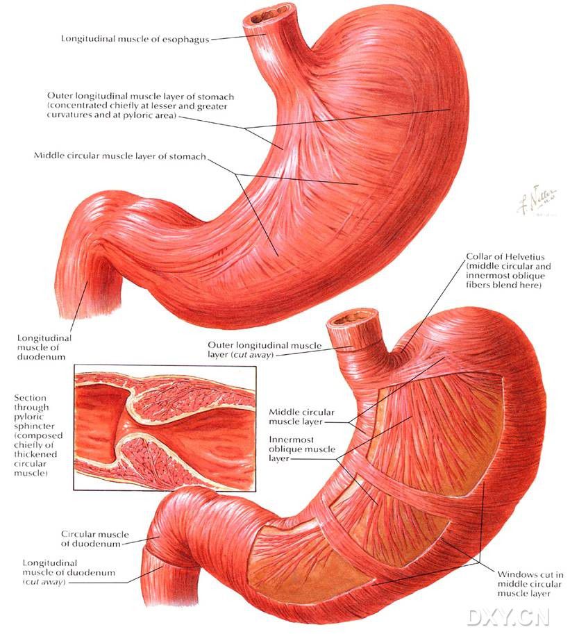 胃解剖