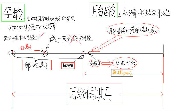 为什么孕周要从末次月经开始算 那时候明明都还没怀孕 孕前检查 孕前检查疾病介绍 好大夫在线