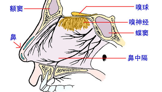 鼻子的嗅觉功能能预测您未来的健康吗