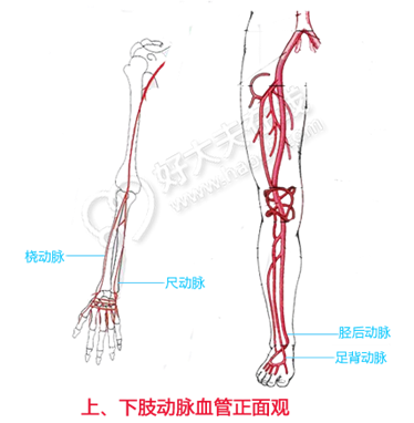 如何判断自己患了下肢动脉硬化疾病
