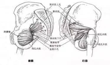 髋关节的稳定肌群 外旋肌