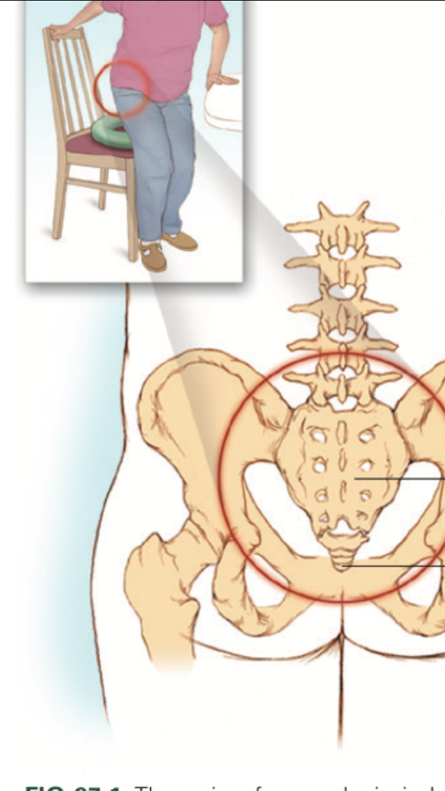 人体尾椎的准确位置图图片