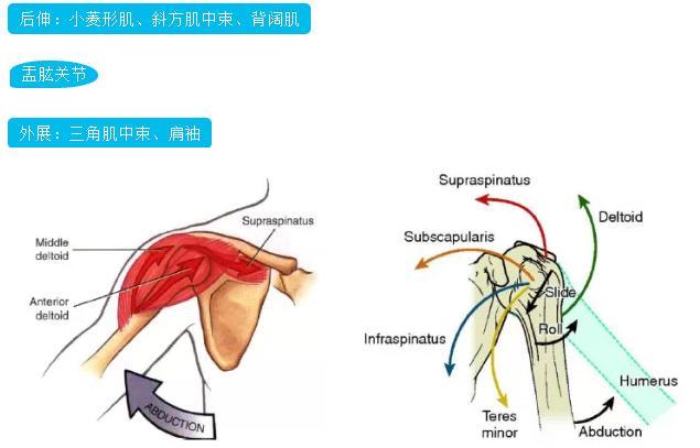 在肩關節運動時,肱骨頭(球)從肩胛盂(窩)中脫出,稱為肩關節不穩定.