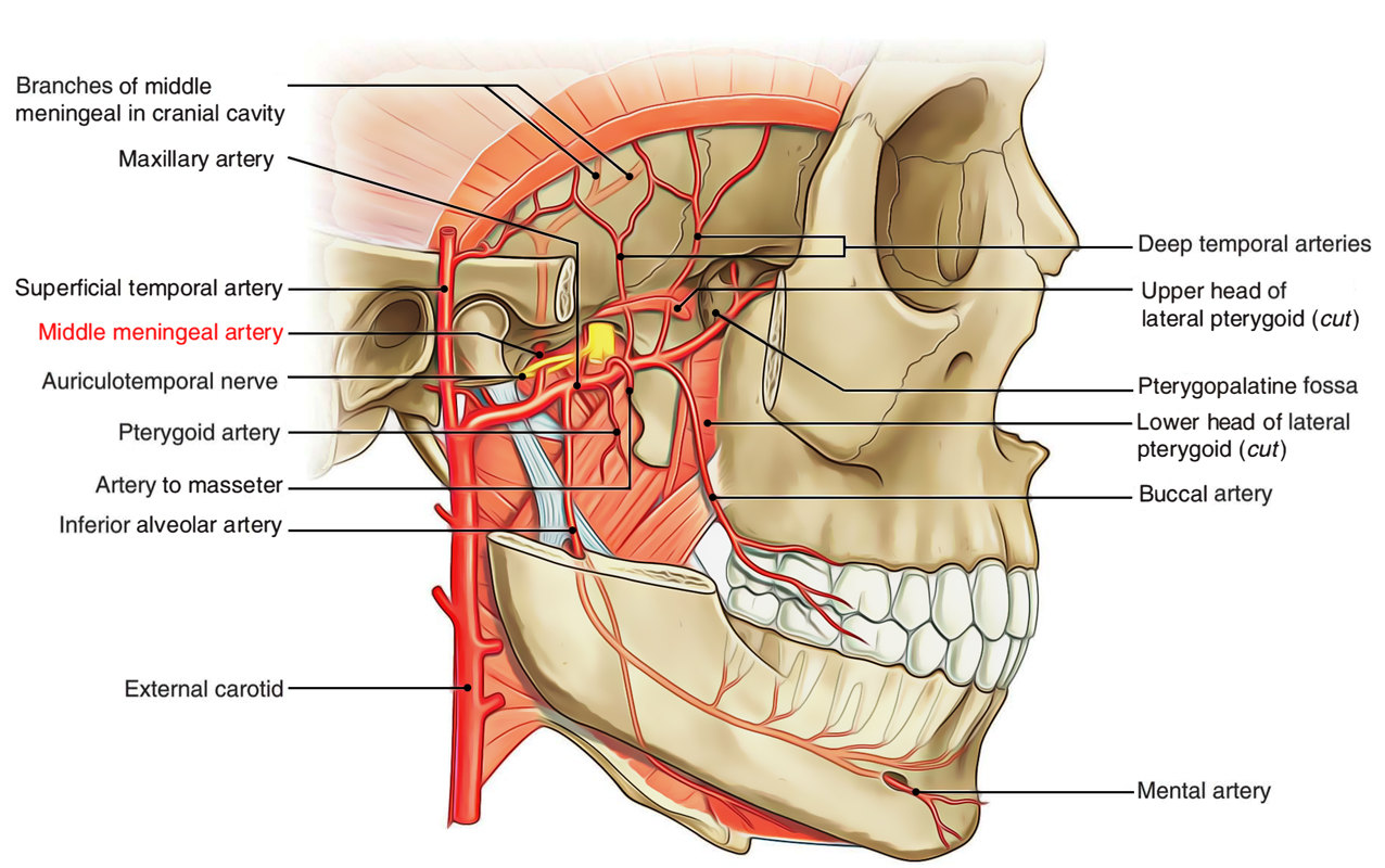 上唇动脉解剖图片
