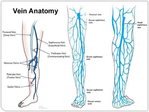 大腿血管分布图片
