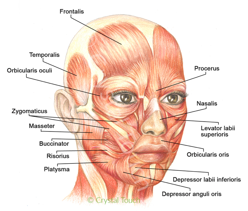 pns可以发生在身体的任何部位,包括头部和面部,躯干和四肢