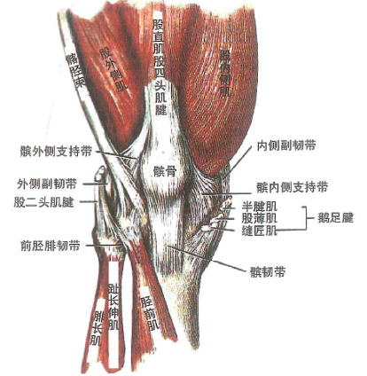 膝关节囊前部附着在髌骨和髌韧带的边缘,由股四头肌和髌内外侧支持带