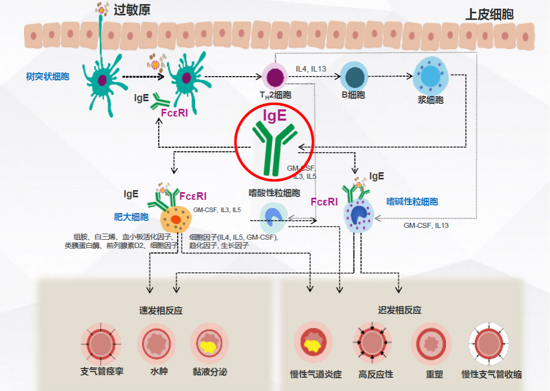 免疫球蛋白ige高怎么查找原因 woYBAGaks0KACYaAAAUiIyu5fJo164.png?_ms_=1f59