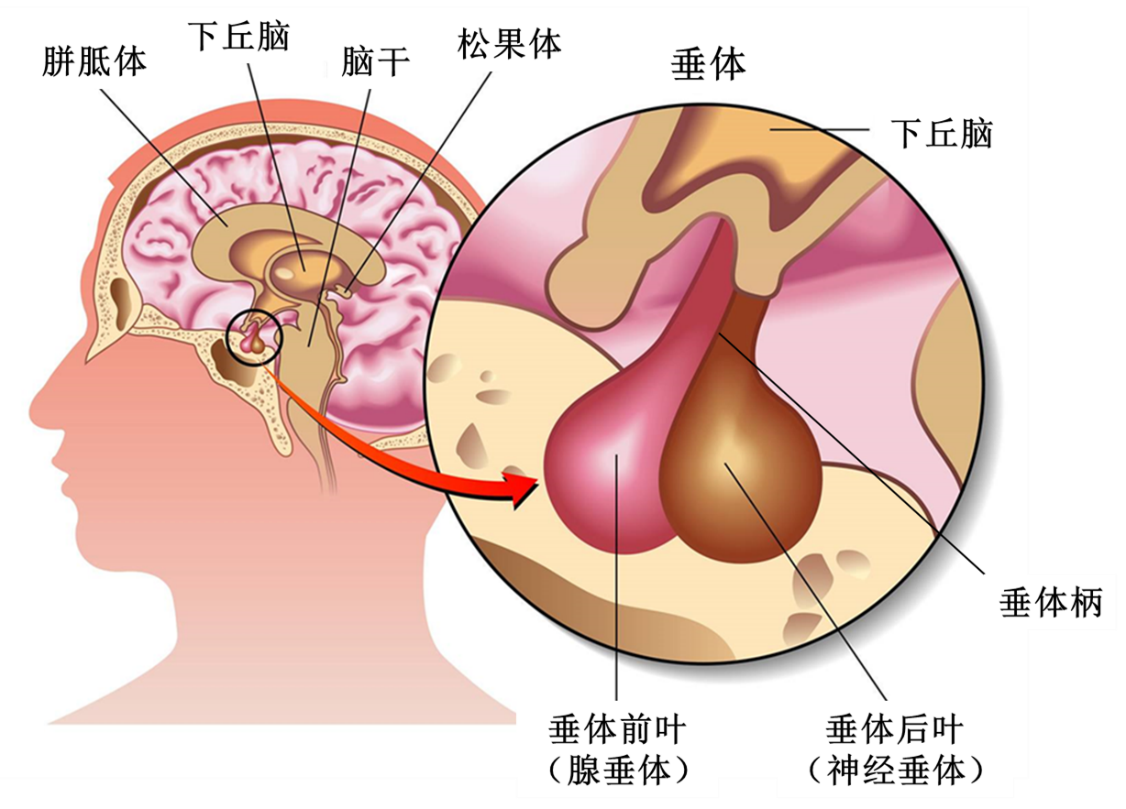 看不长个或者早发育为什么要查垂体核磁共振 矮小症 矮小症 看不长个或者早发育为什么要查垂体核磁共振 矮小症 矮小症