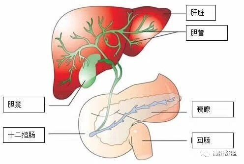 胆结石怎么治疗 胆结石